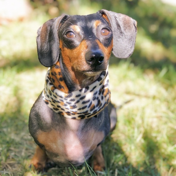 Cheetah Print Dog Scarf - Picture 2 of 8